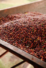 Load image into Gallery viewer, Hunkute, Washed Heirloom Cultivars, Ethiopia