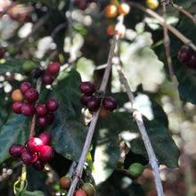 Load image into Gallery viewer, La Fany, Washed Heirloom, El Salvador