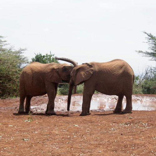 Gichathaini, Kenya