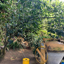 Load image into Gallery viewer, La Fany, Washed Heirloom, El Salvador
