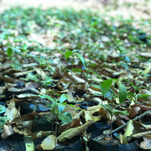 Load image into Gallery viewer, Las Brumas, WFC, Washed Pacamara, El Salvador
