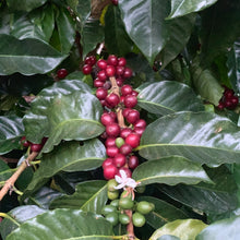 Load image into Gallery viewer, Los Andes, Natural Bourbon, El Salvador
