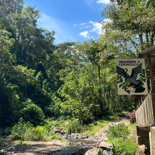 Load image into Gallery viewer, Limoncillo, Washed Caturra, Nicaragua
